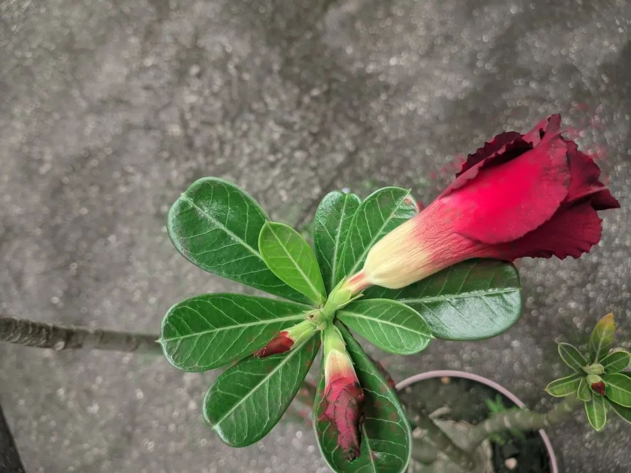 Rosa do deserto vermelha  - Foto 4