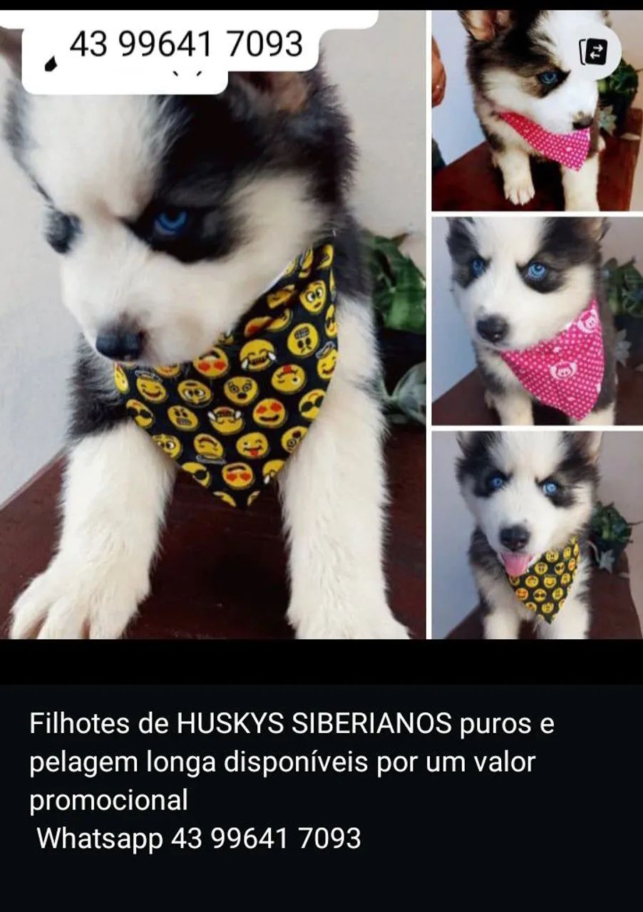 Filhotes Husky Siberiano puros - Pelagem longa