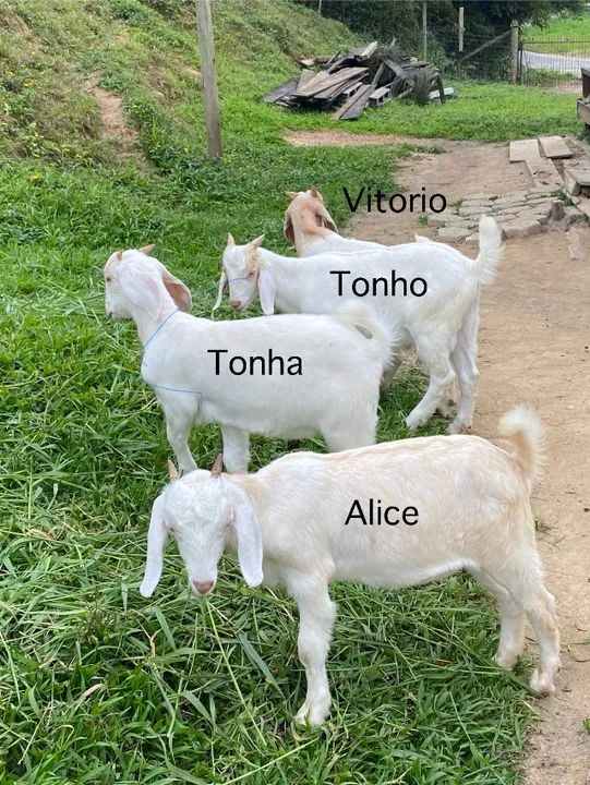 Vende-se Cabras/Cabritos  - Foto 2