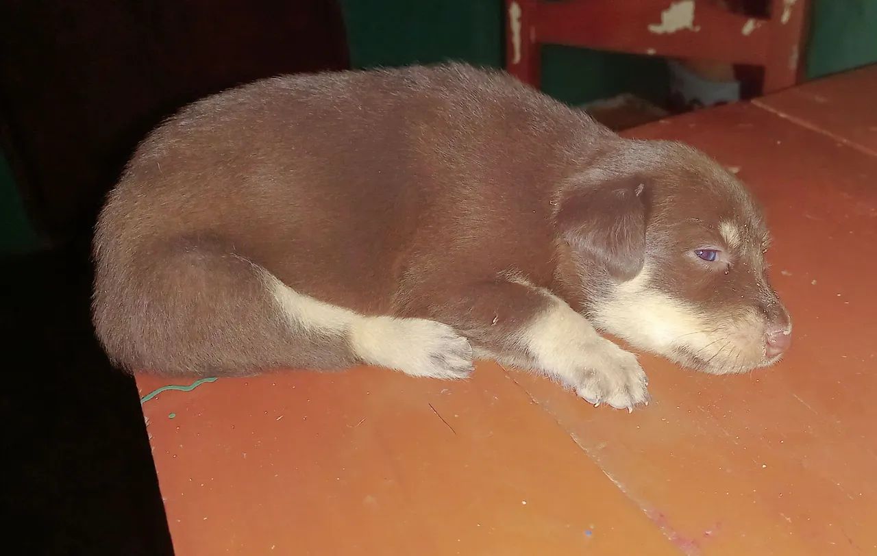 Filhote de cachorro marrom