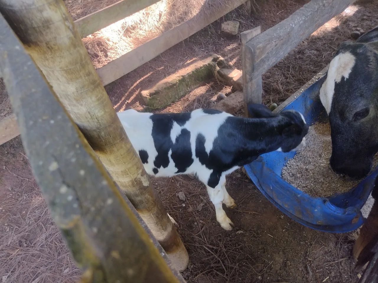  3 Bezerros para venda - Foto 6