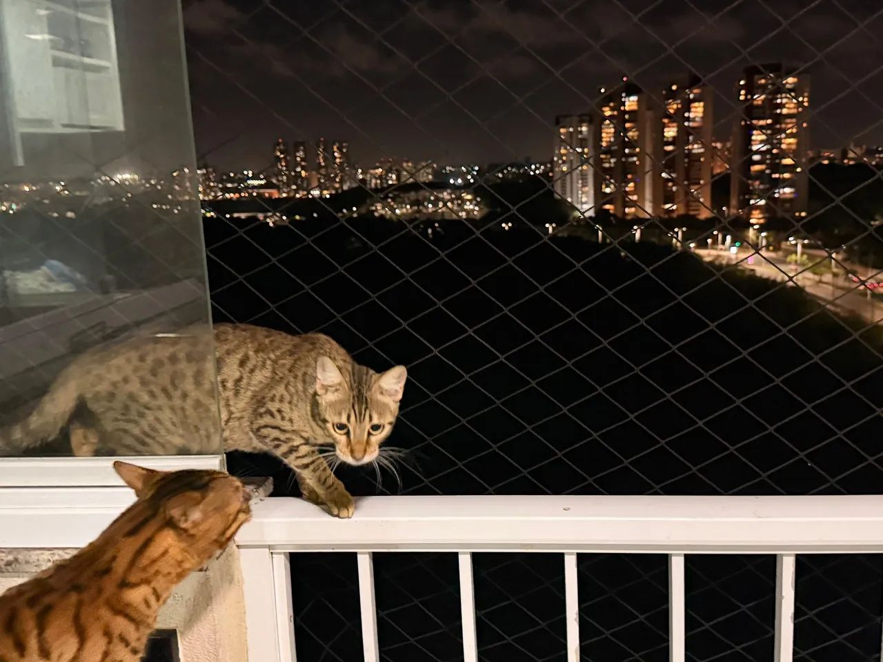 Gato Bengal. * Zap - Foto 4