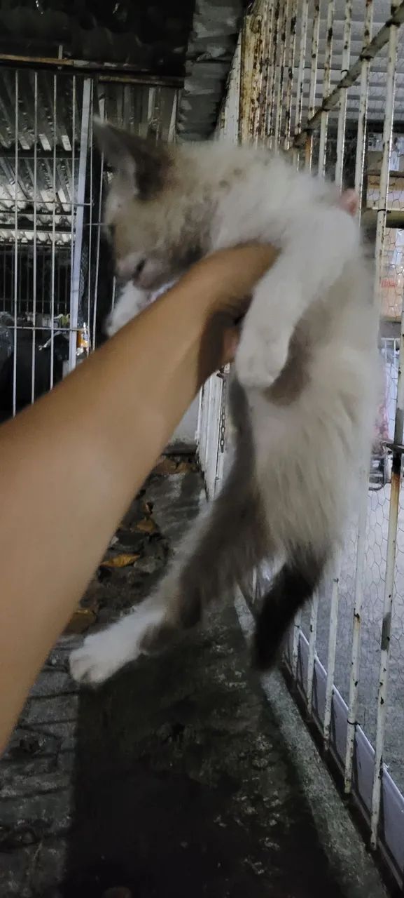Gatinho Branco e marrom - Foto 3