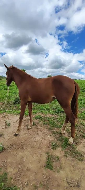 Potra Mangalarga Marchador - Foto 5