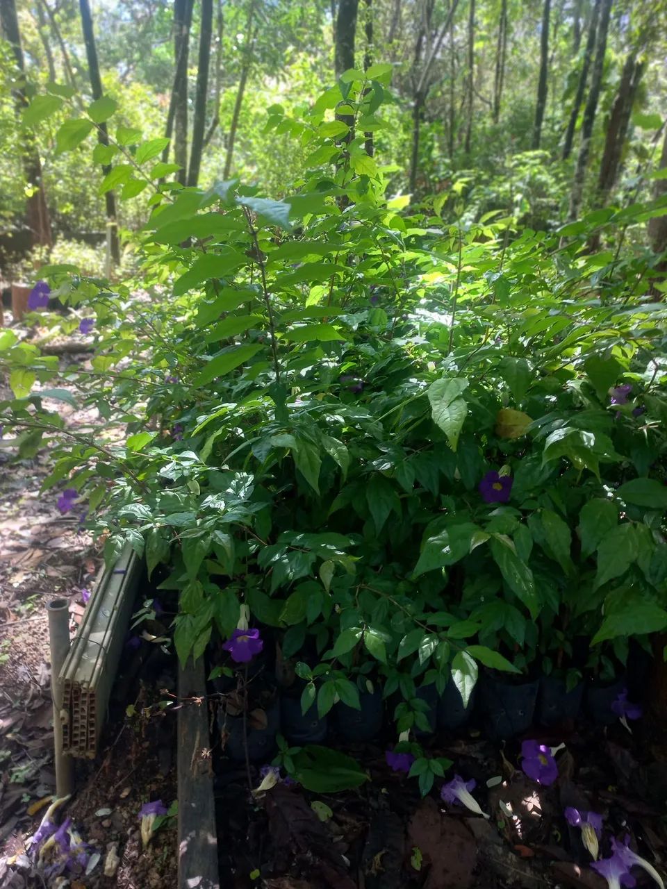 Mudas de Cerca Viva direto do Produtor