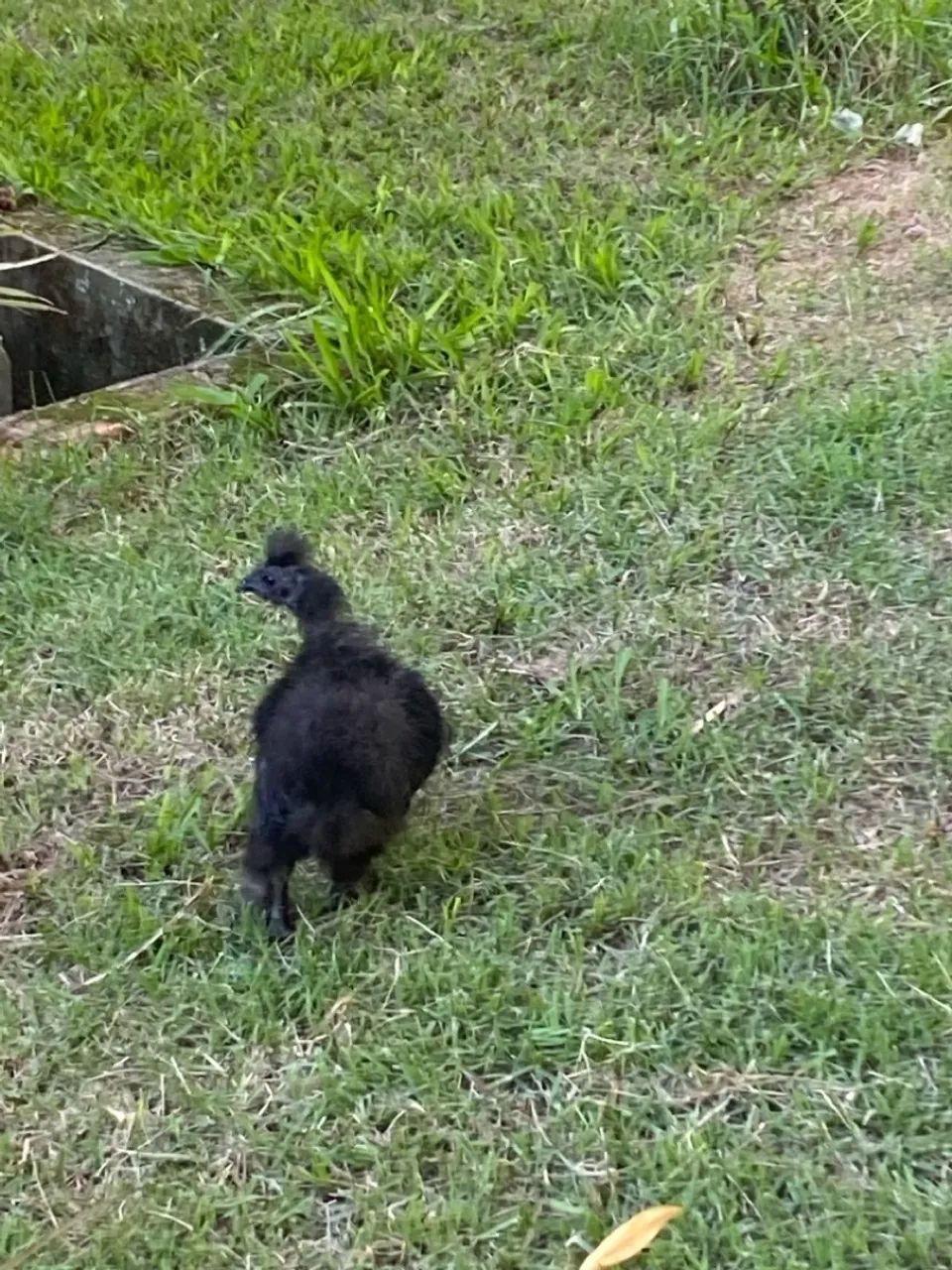 Galinha Sedosa do Japão na cor Preta - Foto 4