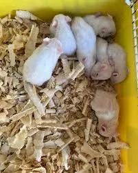 Filhotes de hamster sírio