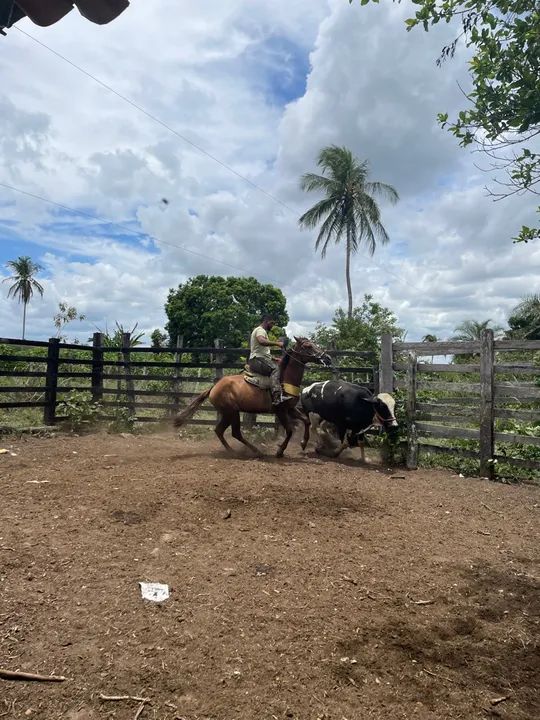 Égua quarto de milha  - Foto 3