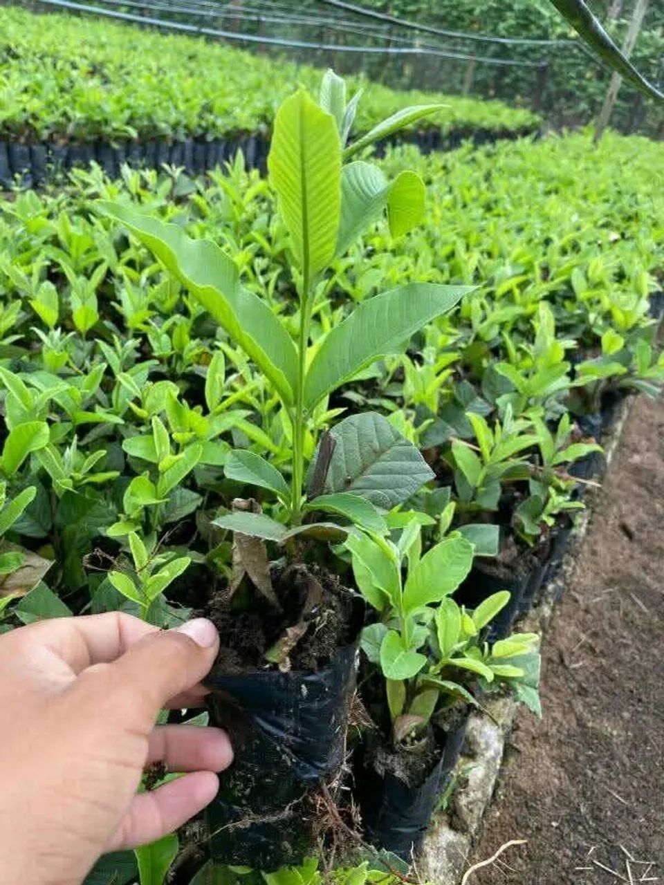 Vendo mudas frutiferas zap * - Foto 2