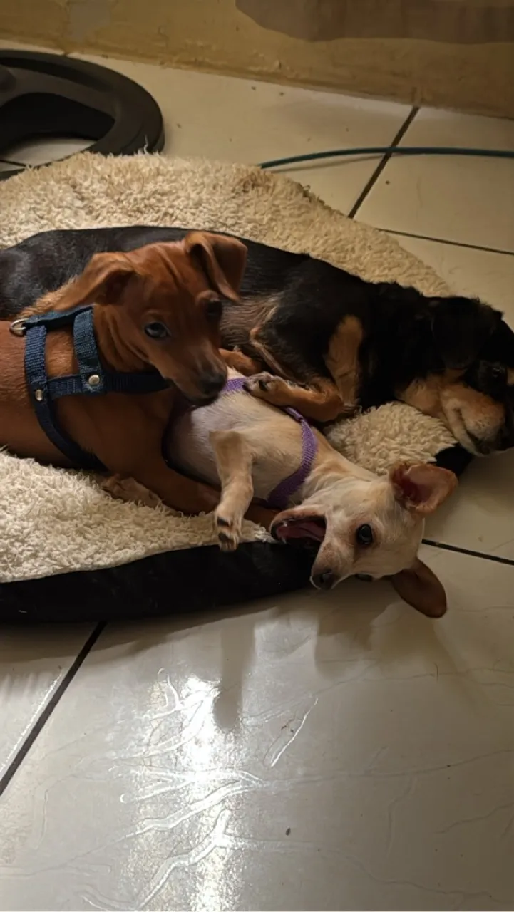 Filhotes de pinscher a venda