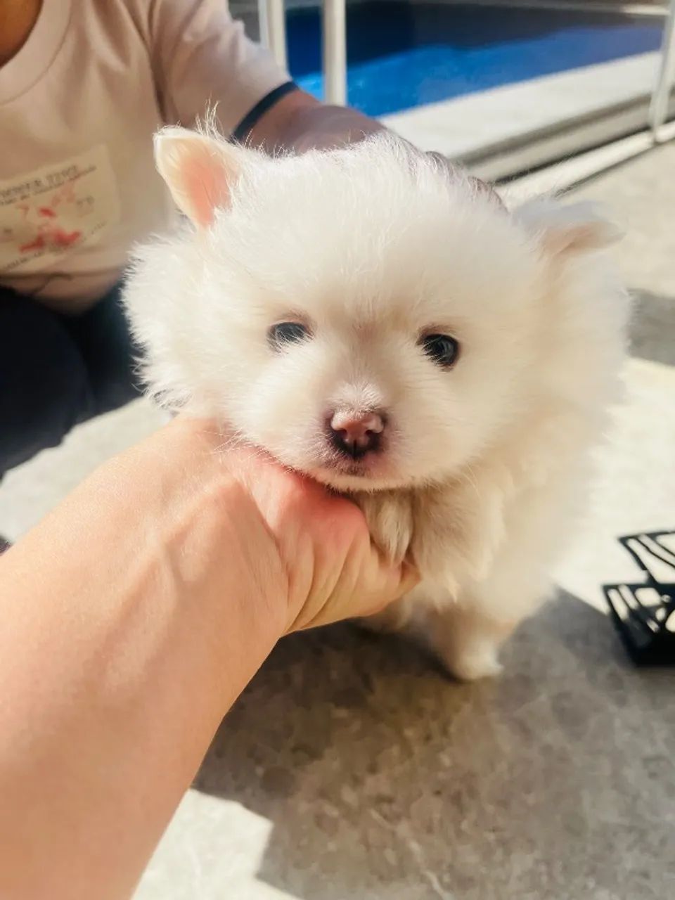 Cachorro Spitz Alemão  - Foto 3