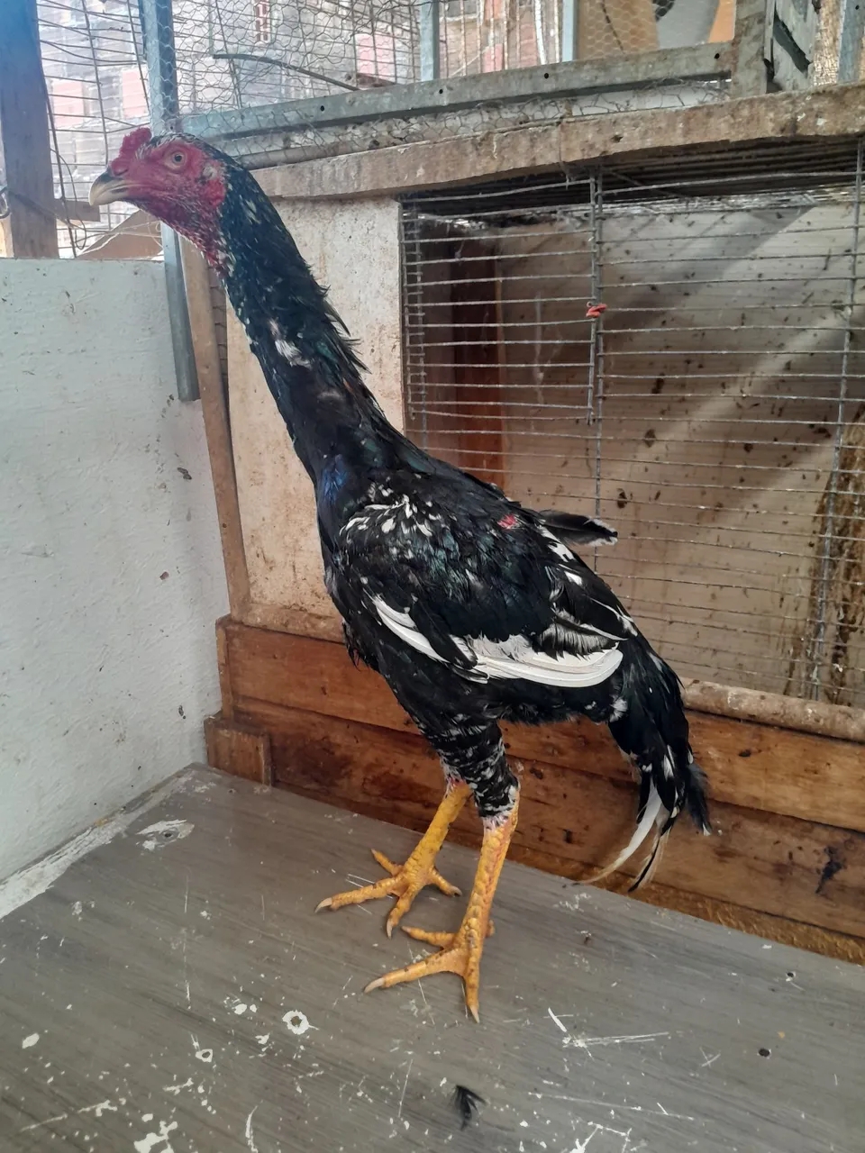 Frango e frangas de raça
