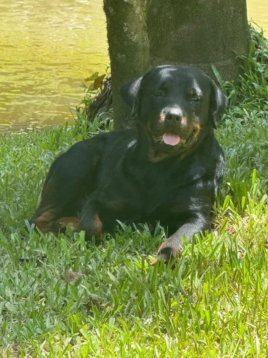 rottweiler top americano puro  8 mês 