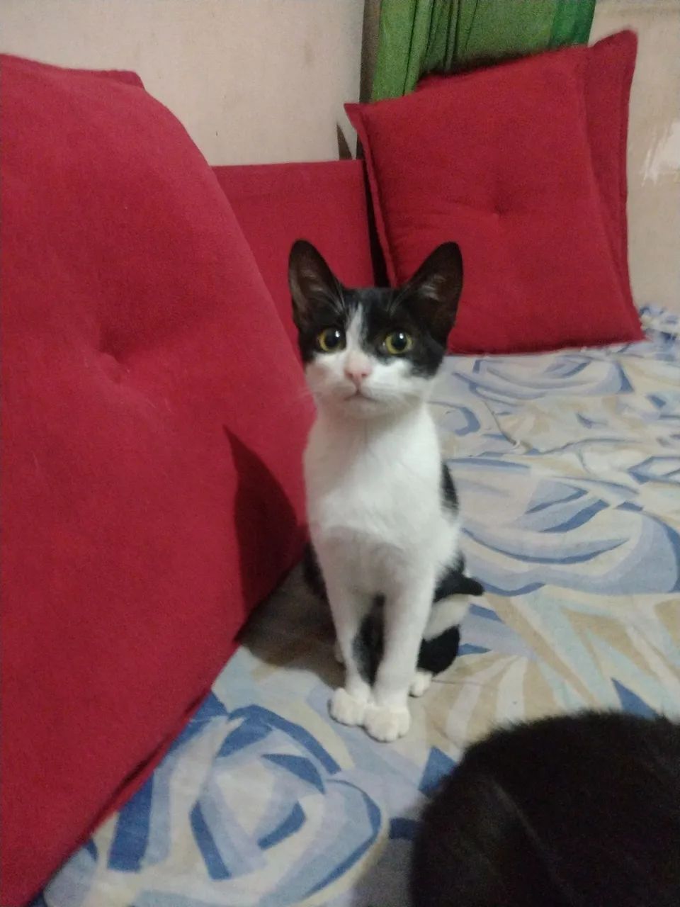 Olha só que fofura essa mocinha - Foto 5