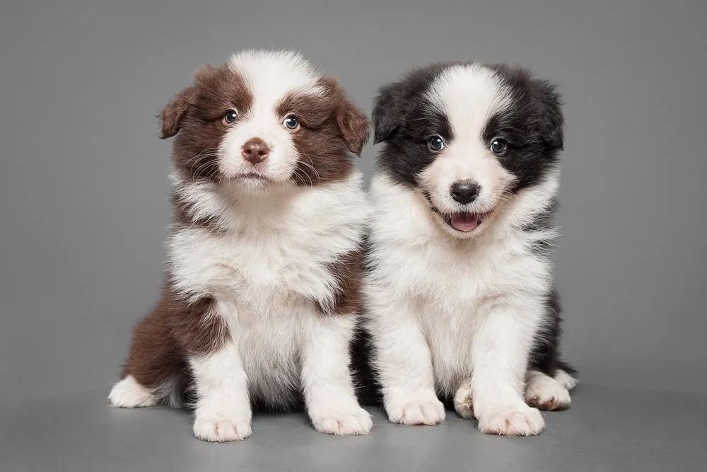 Border Collie: Um gênio de quatro patas pronto para conquistar seu coração!