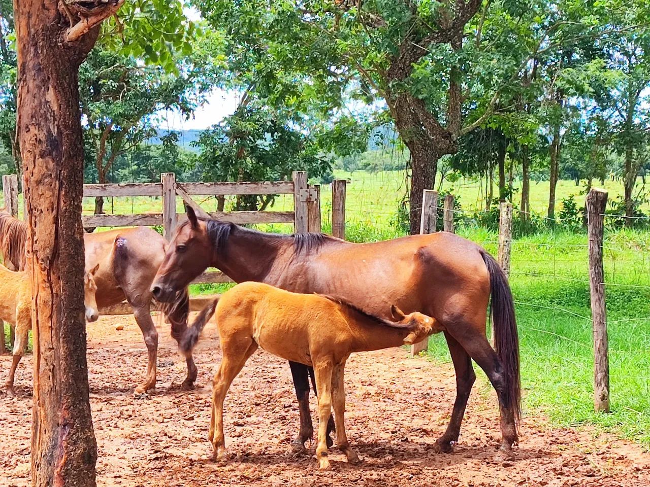 Égua parida   - Foto 6