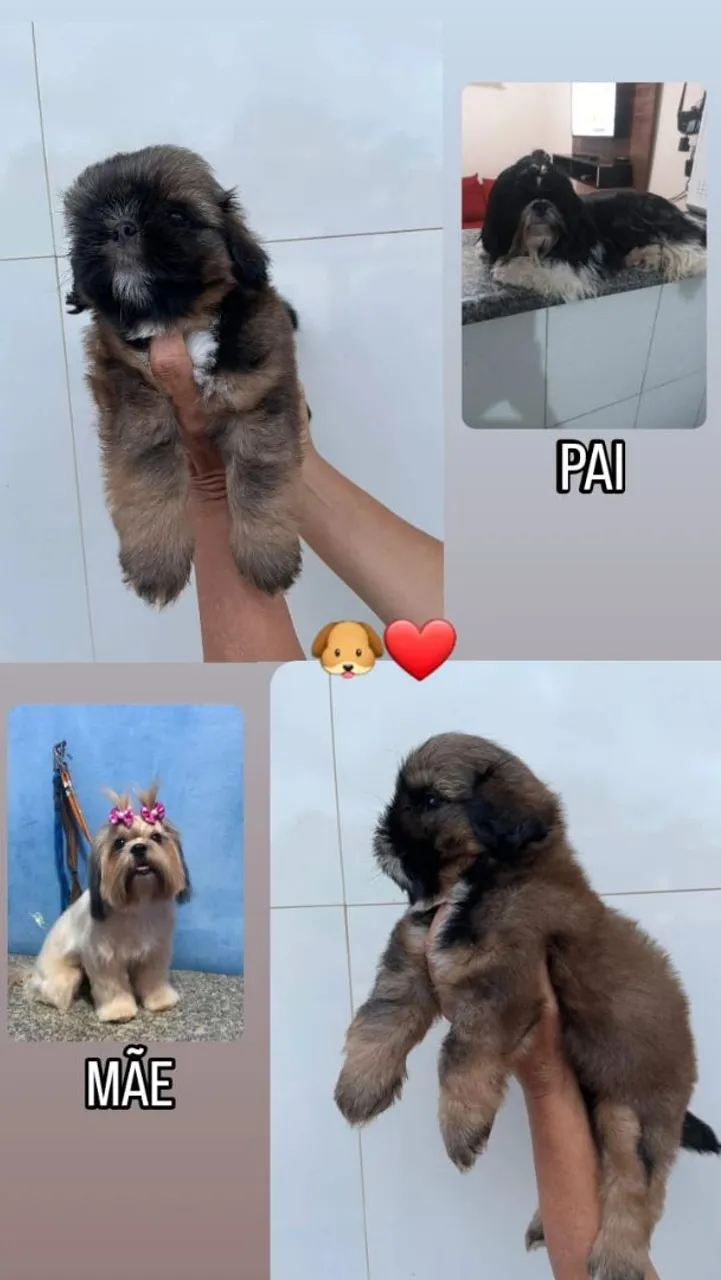 Vende-se filhote macho da raça shihtzu Disponível enteresado chama no WhatsApp