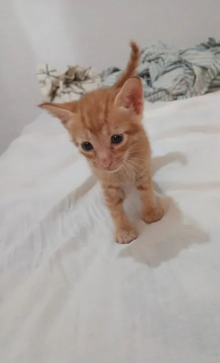Gatinhos para adoção