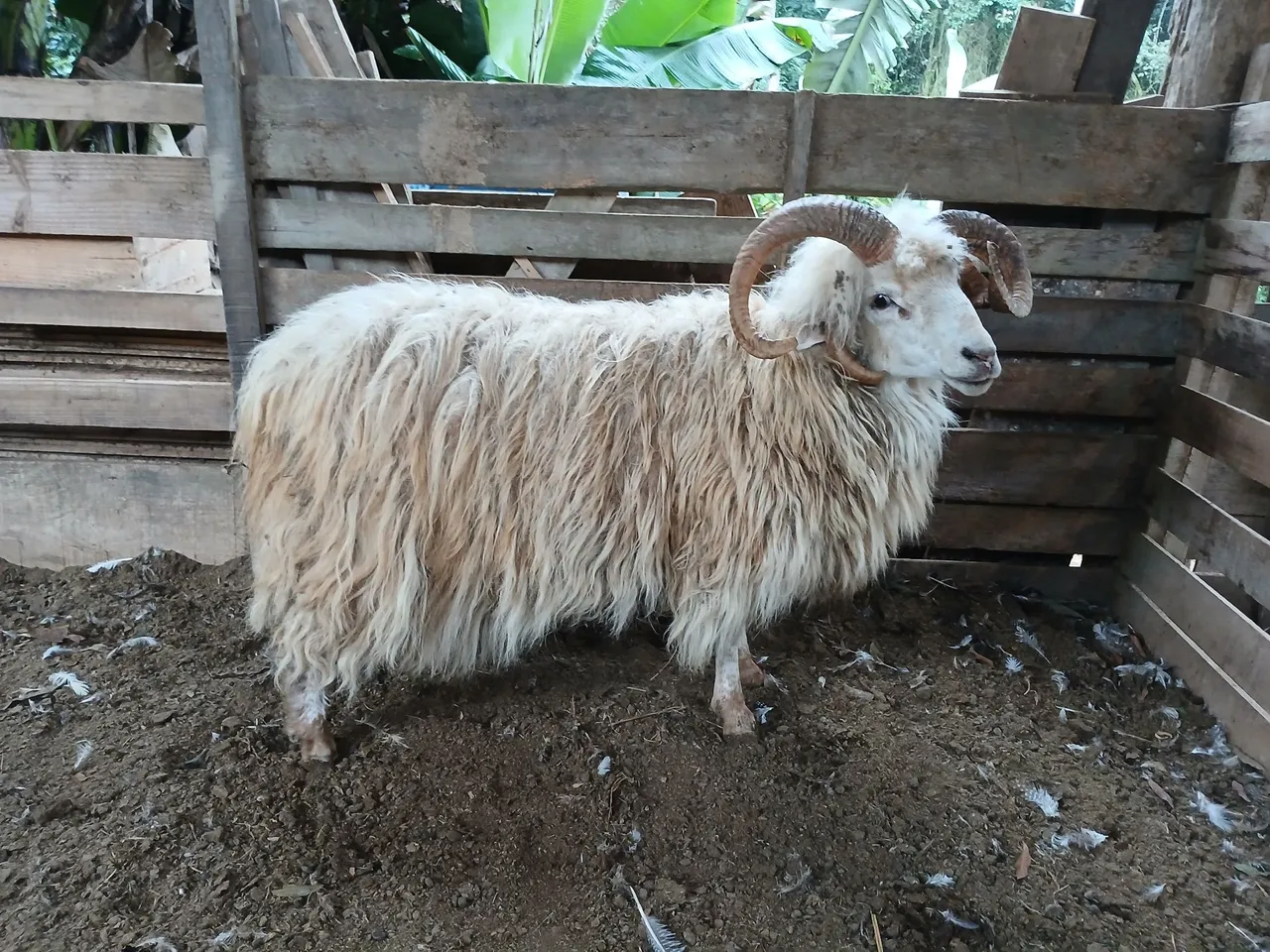 Carneiro Crioulo PO (5 chifres)