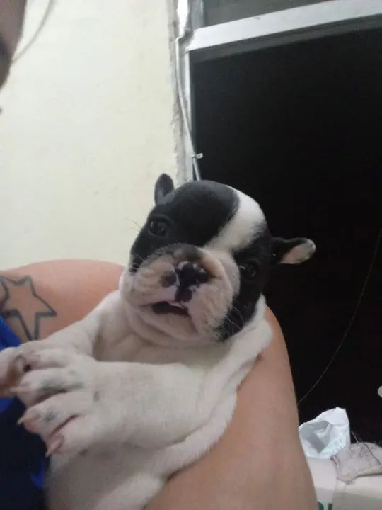 Filhote de Bulldog Francês - Foto 3