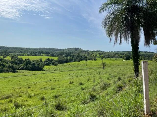Fazenda à Venda Região nobre do TOCANTINS. - Foto 5