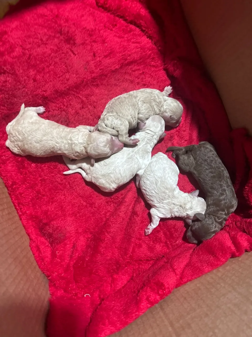 Filhotes de Poodle toy