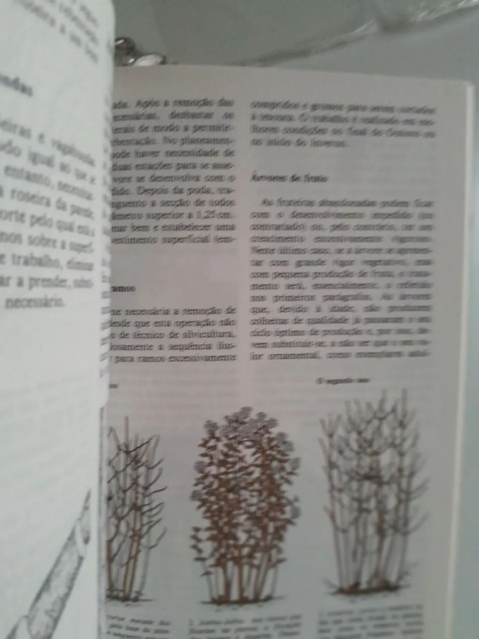 Técnicas de Jardinagem - Foto 3