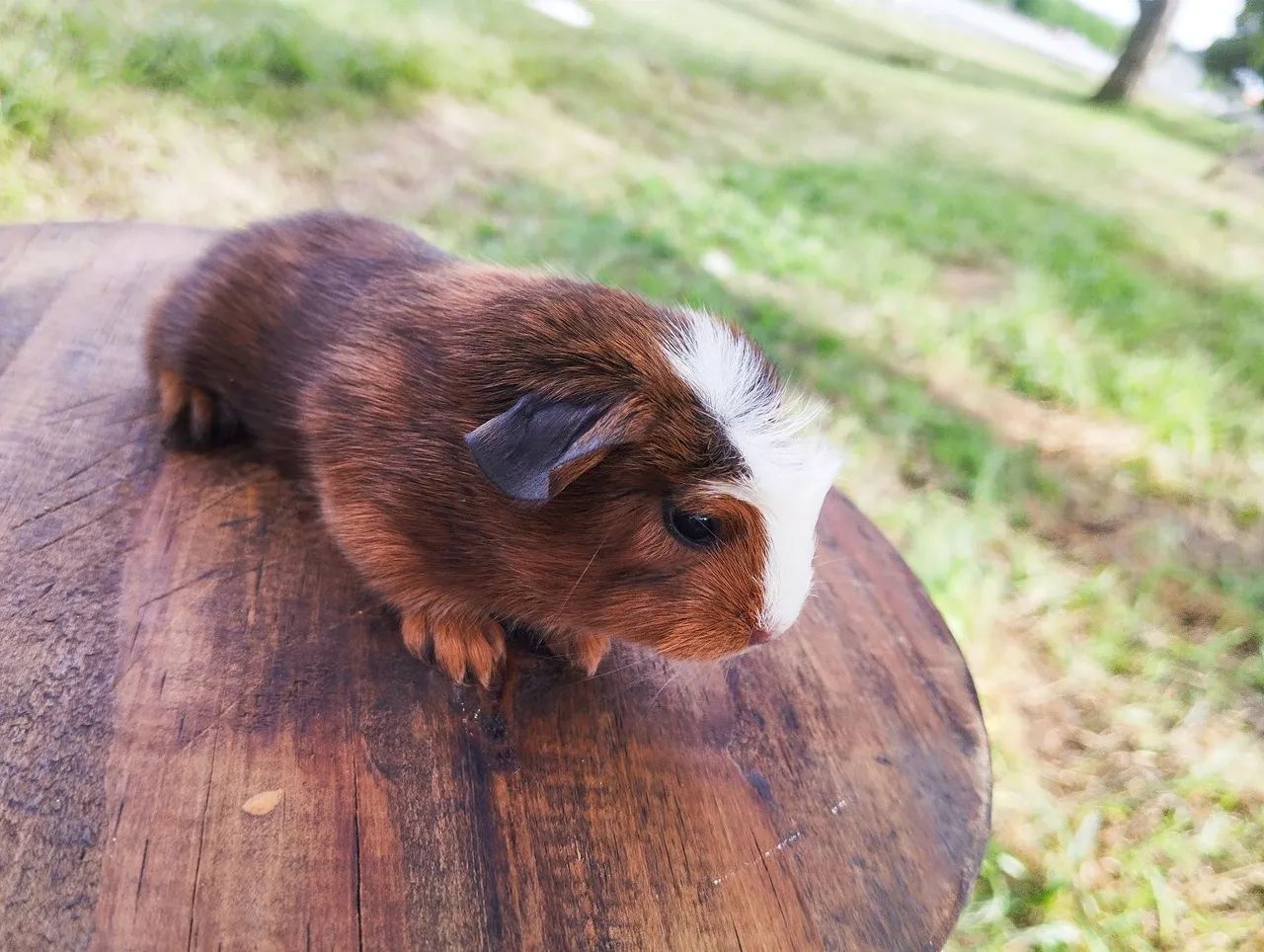 Machinhos de porquinho da índia disponível  - Foto 3