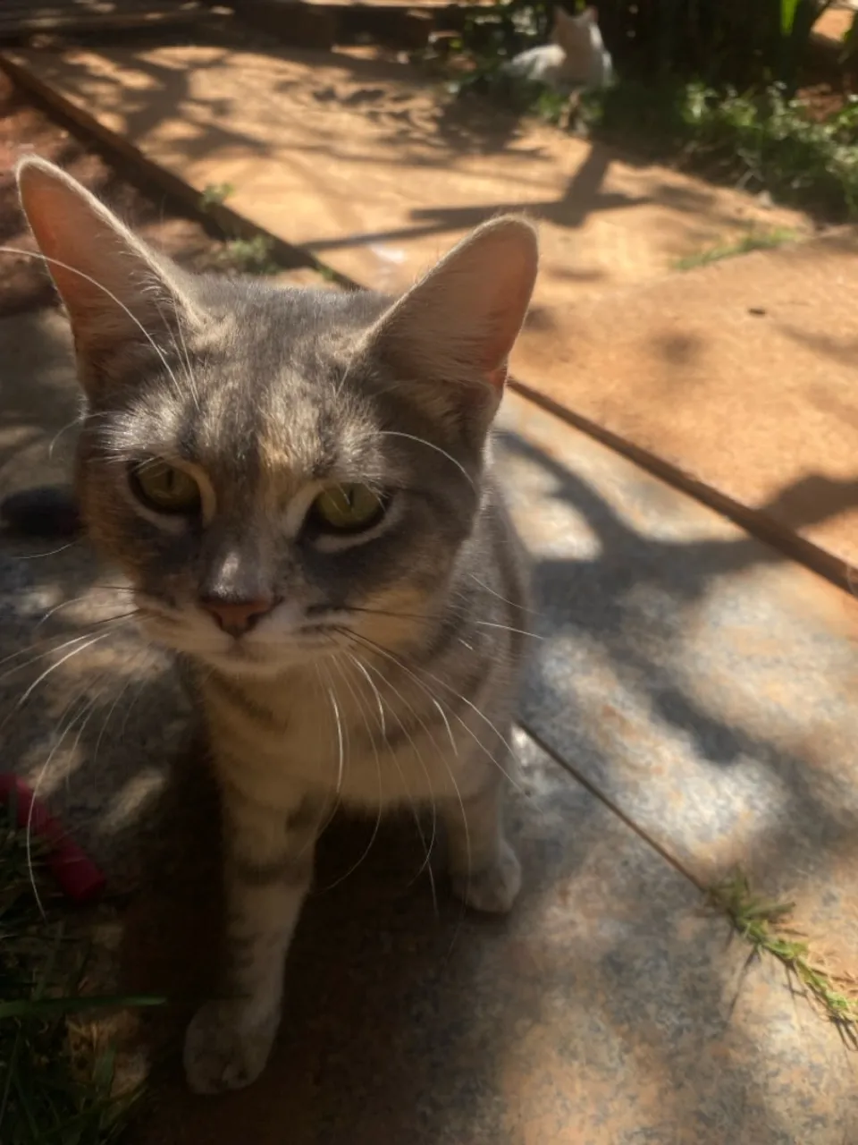 Gatinha cinza para adoção