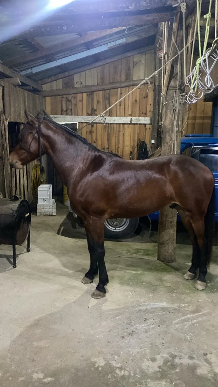 Cavalo mangalarga