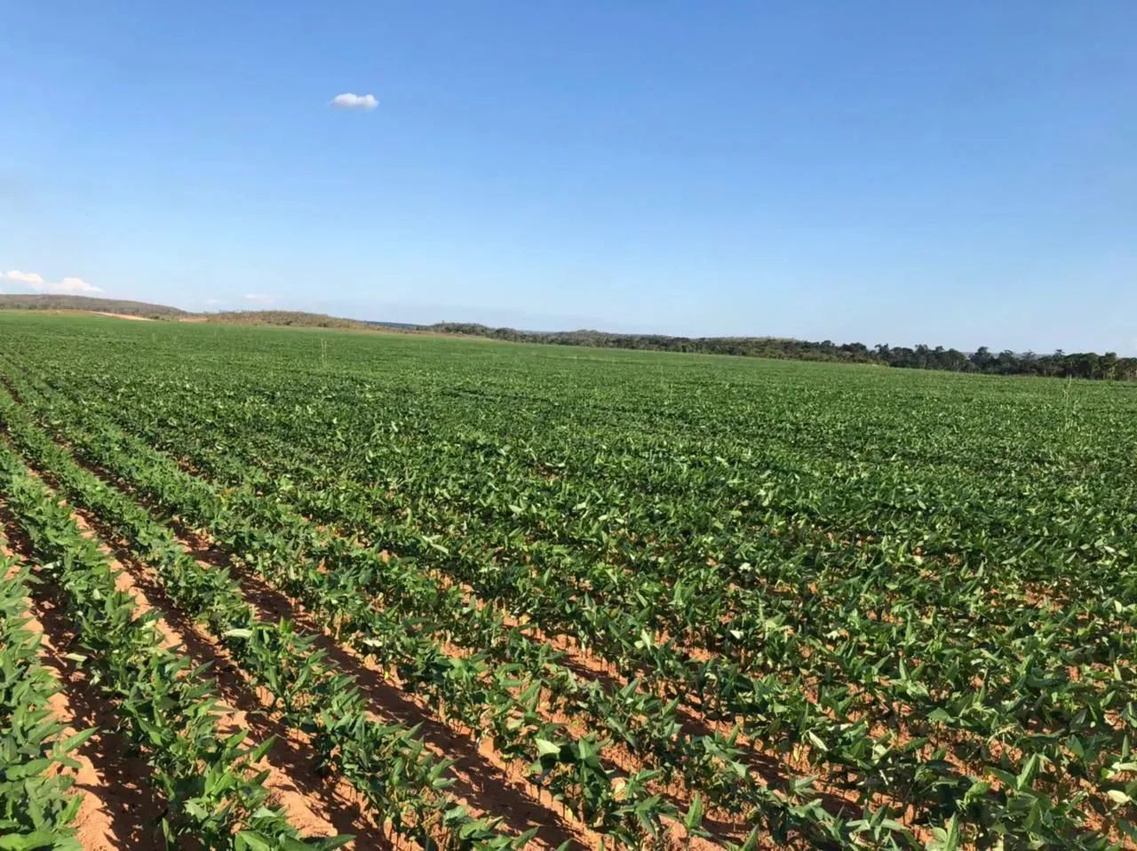 Fazenda á venda com 424 alqueires - Palmas - TO