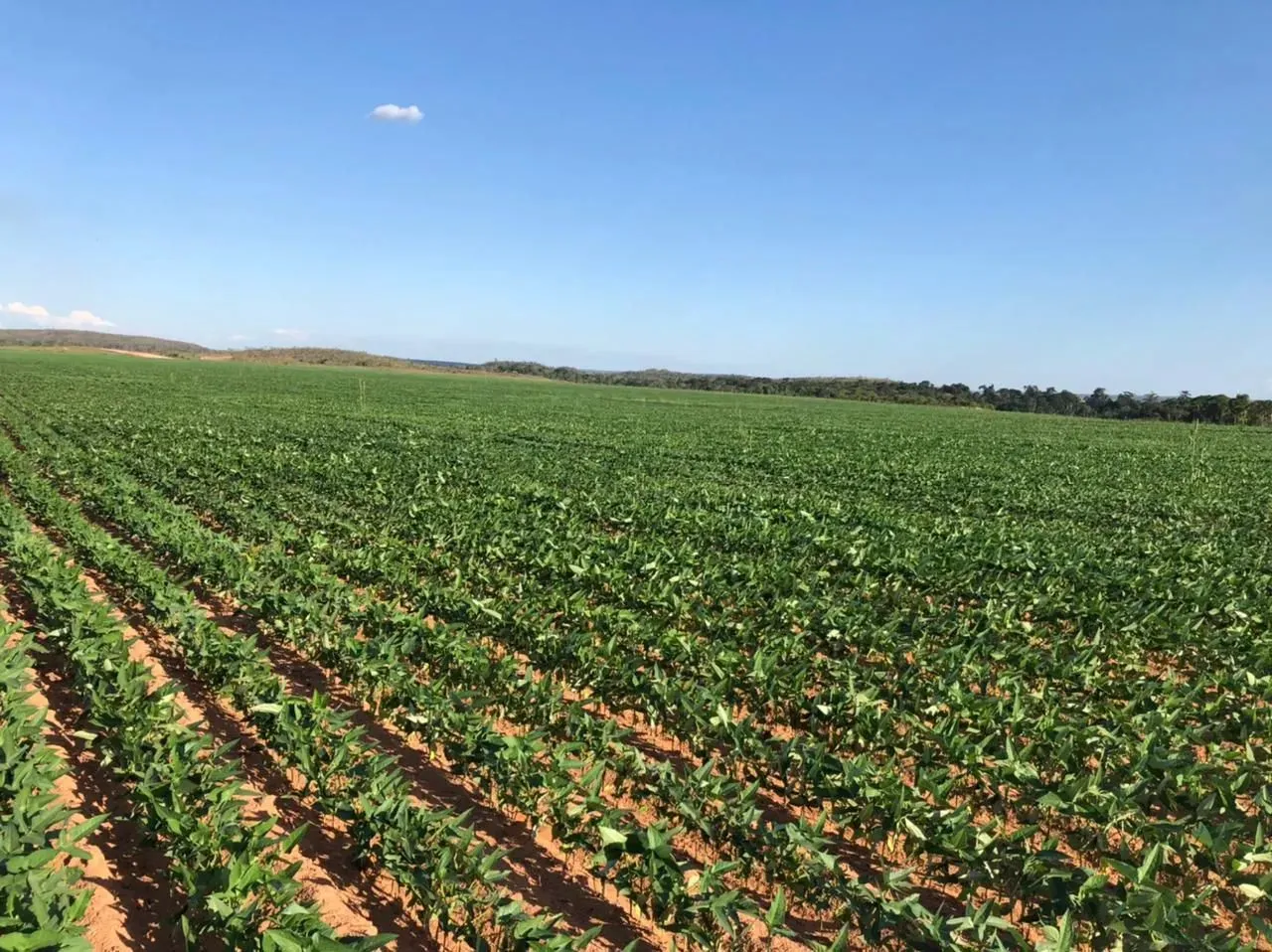 Fazenda á venda com 424 alqueires - Palmas - TO