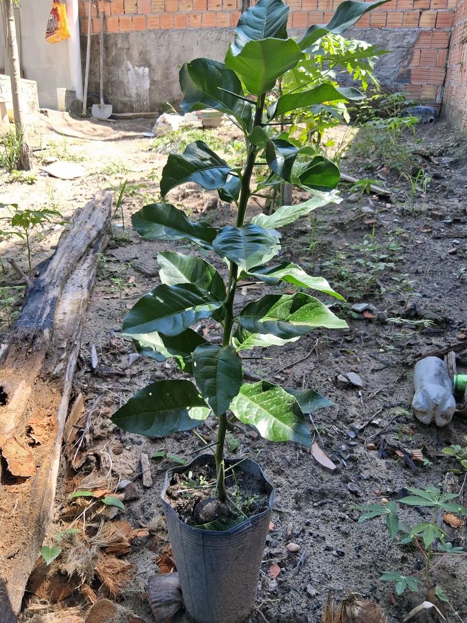 mudas de limão ? siciliano feito de alporquia 