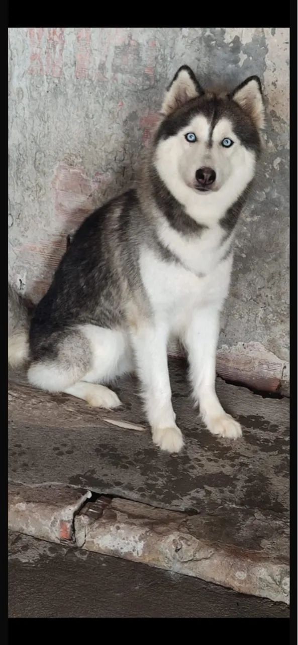 Filhote Husky Siberiano lindo - Foto 2