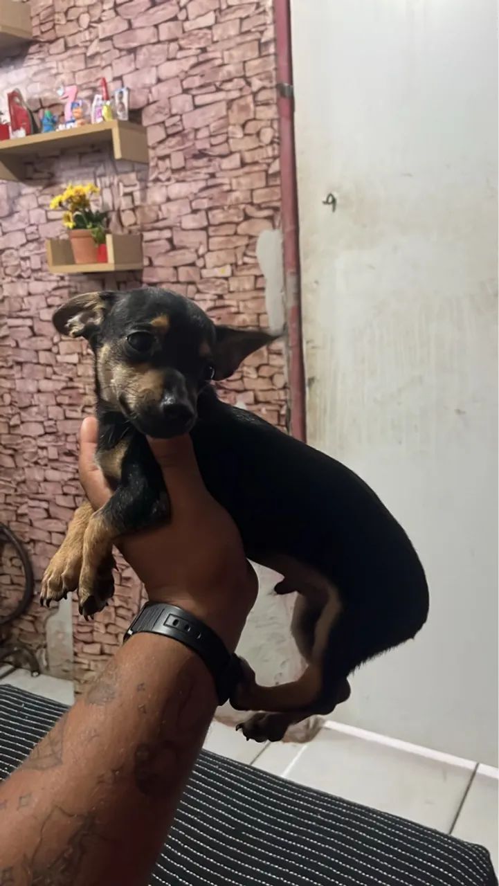 Filhote de Pinscher 0 - Foto 3