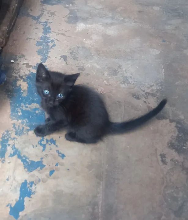 Gatinho preto com olhos azuis