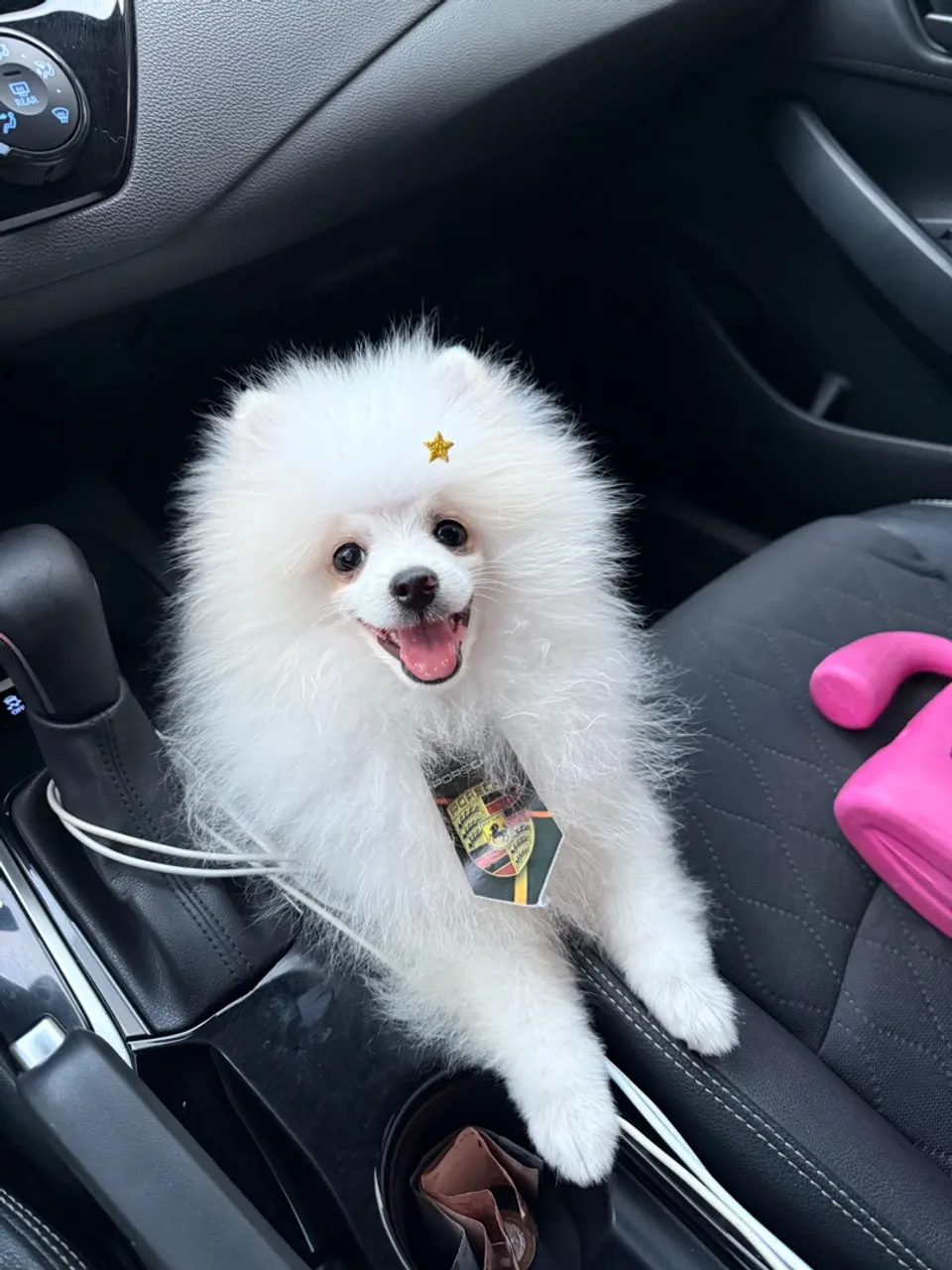Lulu da pomerânia 