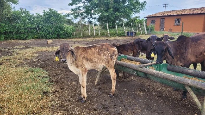 2 bezerros - Recria - Foto 3