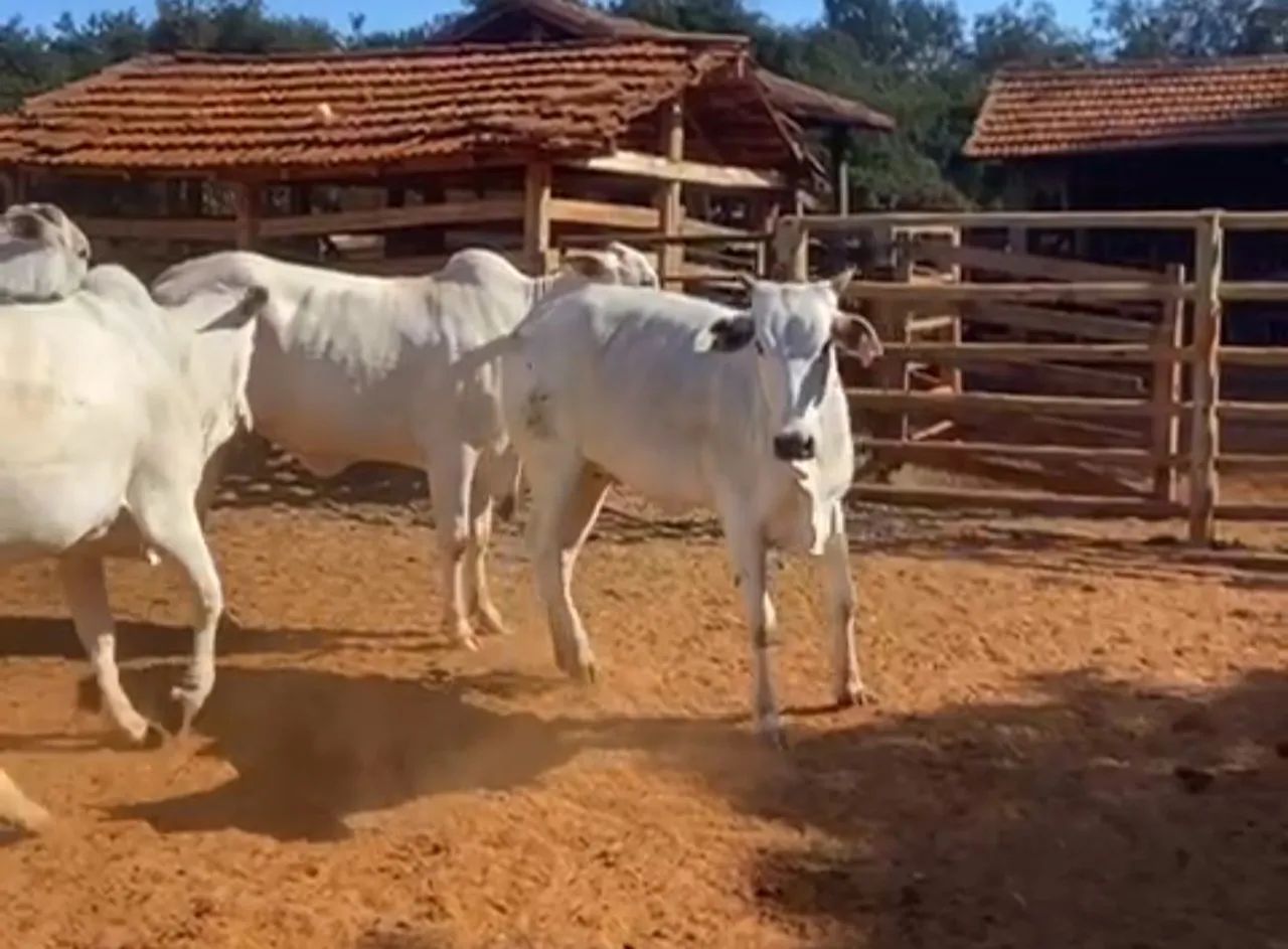 Vacas Nelore prenhes !! - Foto 3