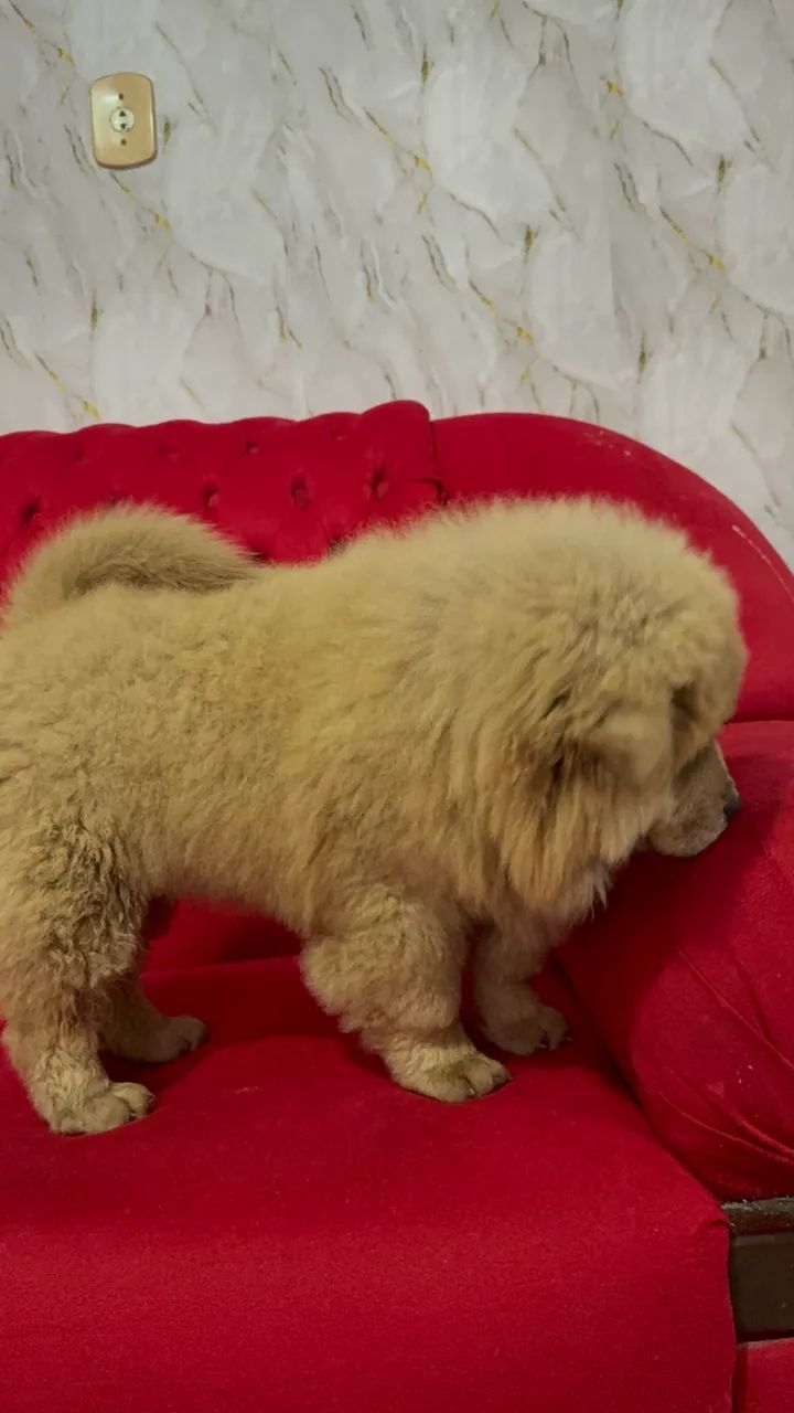 Chow Chow  - Foto 3