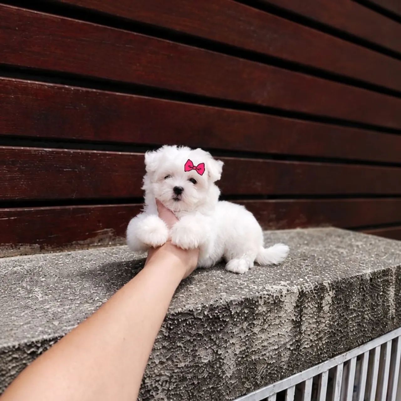 Maltês Micro Legítimos com Pedigree  - Foto 3