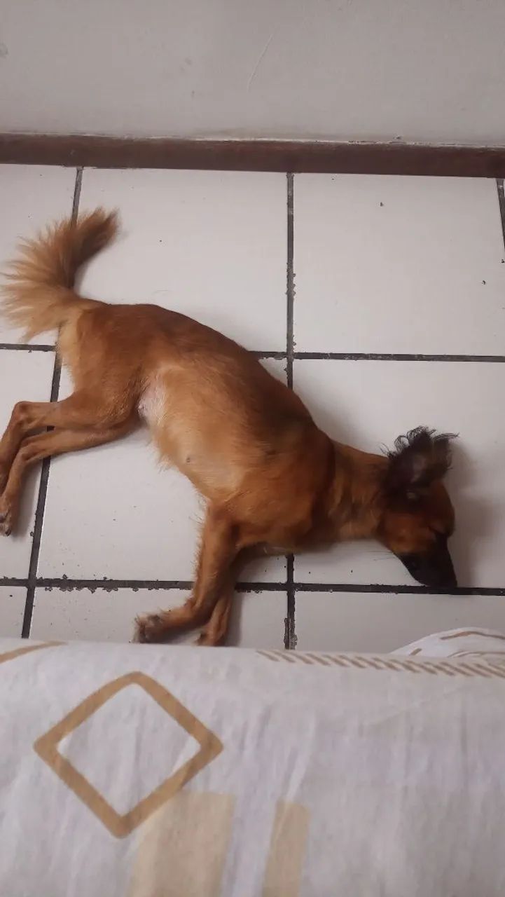Doação de um dog  - Foto 3