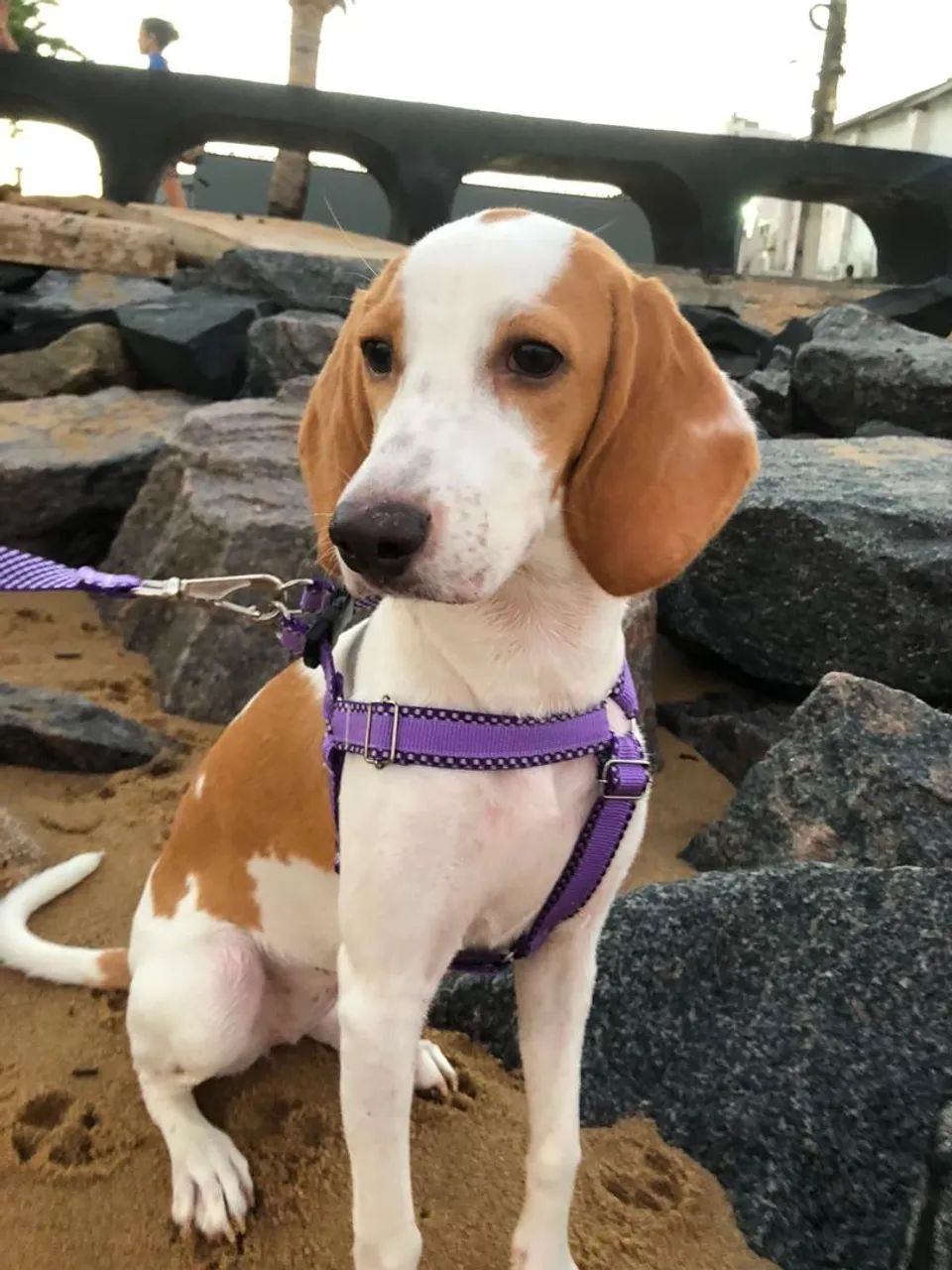 Beagle de 8 meses