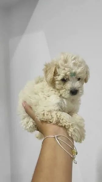 Poodle toy filhotes 