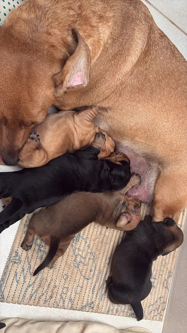 Dachshund ? salsicha ? - Foto 3
