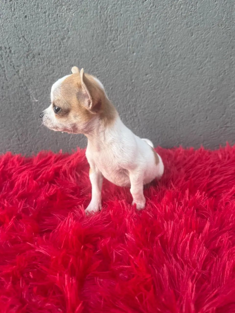 chihuahua  - Foto 2