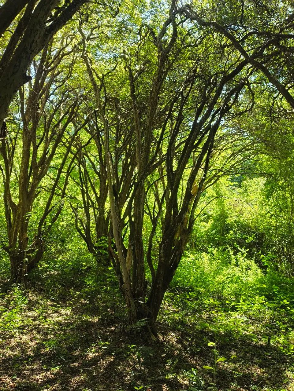 Jabuticabeira Centenária  - Foto 4