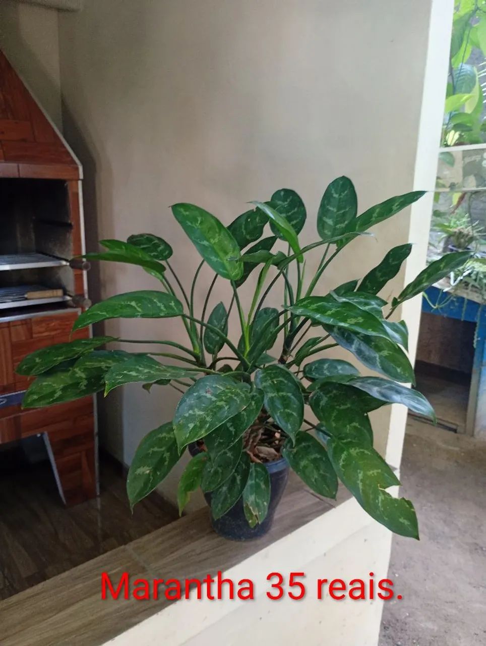 Plantas diversos modelos e preços. - Foto 5