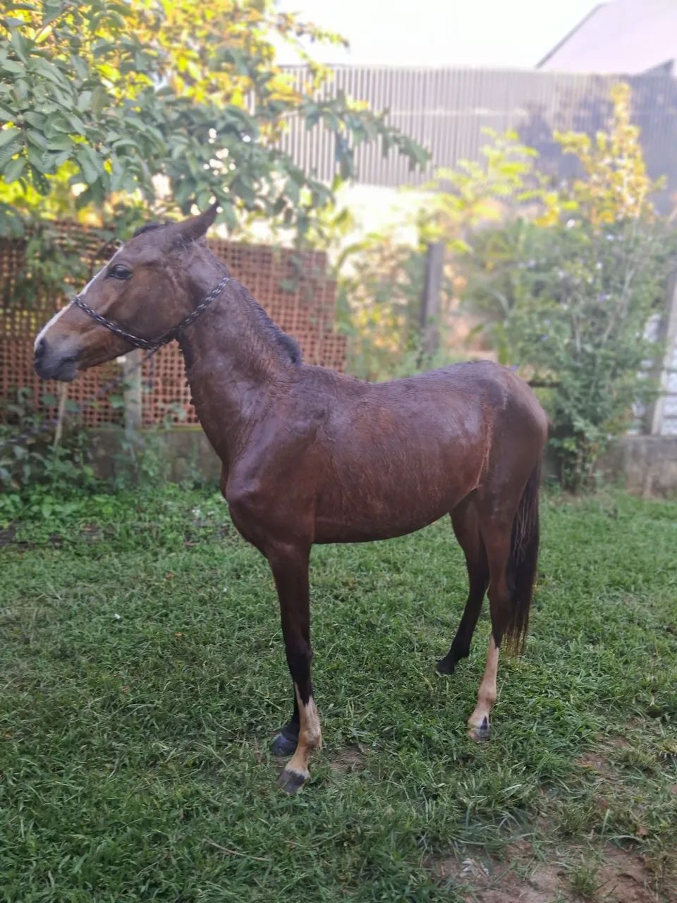 Potra 1 ano e 4 meses MM - Foto 5