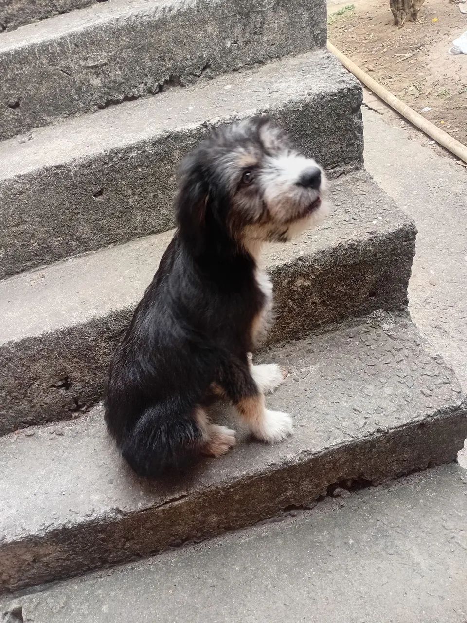 CACHORRO - Foto 4